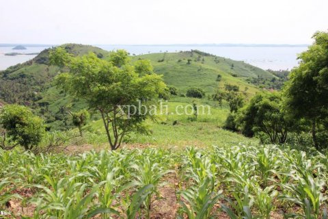 16000m2 Land in Indonesia No. 7827 7