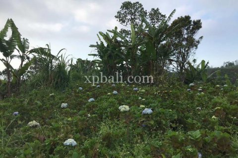 5000m2 Land in Lovina, Anturan, Buleleng, Indonesia No. 7885 4