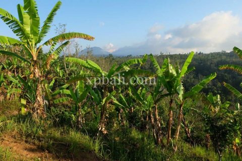 5000m2 Land in Lovina, Anturan, Buleleng, Indonesia No. 7885 13