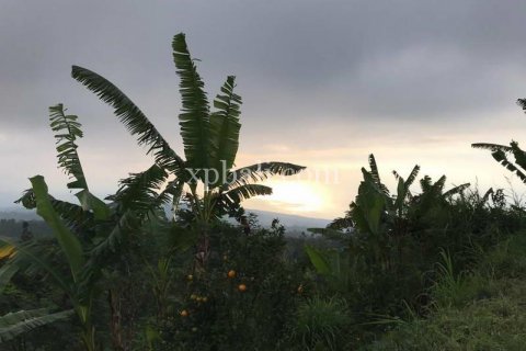5000m2 Land in Lovina, Anturan, Buleleng, Indonesia No. 7885 2