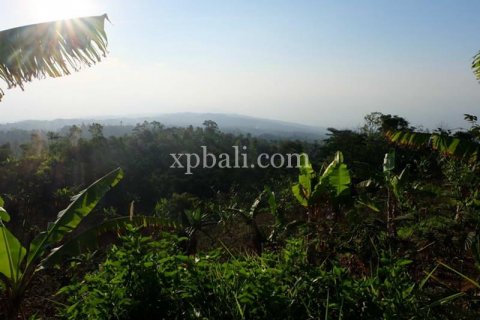 5000m2 Land in Lovina, Anturan, Buleleng, Indonesia No. 7885 12