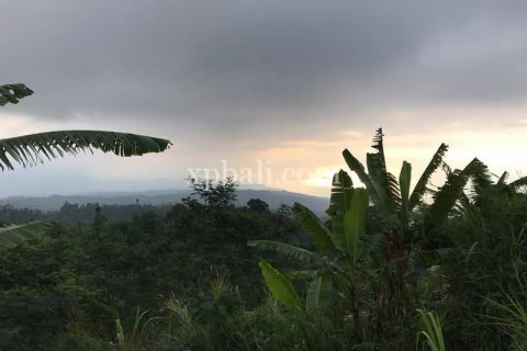 5000m2 Land in Lovina, Anturan, Buleleng, Indonesia No. 7885 5