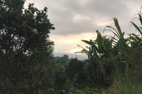 5000m2 Land in Lovina, Anturan, Buleleng, Indonesia No. 7885 7
