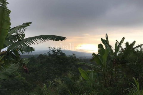 5000m2 Land in Lovina, Anturan, Buleleng, Indonesia No. 7885