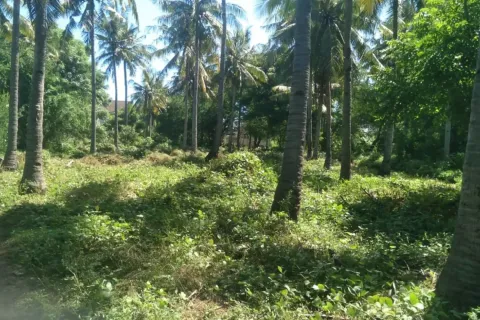 Land in Central Lombok, Indonesia No. 10990 7