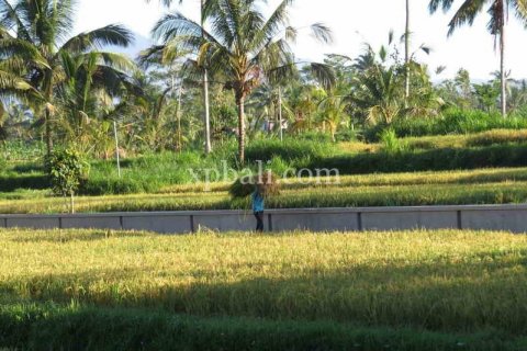 3930m2 Land in Ubud, Gianyar, Indonesia No. 493 5