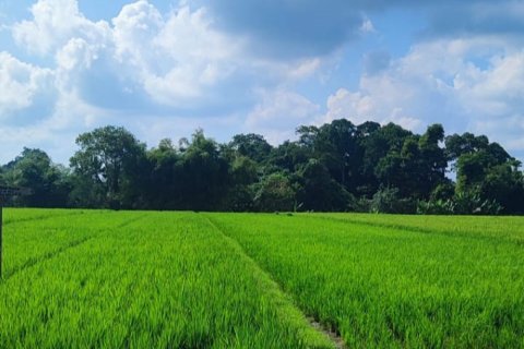 Land in Tabanan, Indonesia No. 11493 4