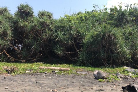 Land in Jembrana, Indonesia No. 11149 7
