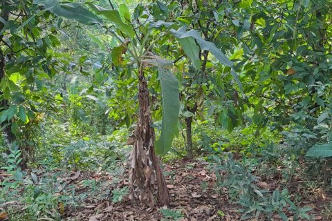 2650m2 Land in Tabanan, Indonesia No. 180 4