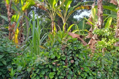 2650m2 Land in Tabanan, Indonesia No. 180 5