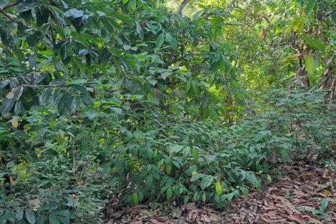 2650m2 Land in Tabanan, Indonesia No. 180 9