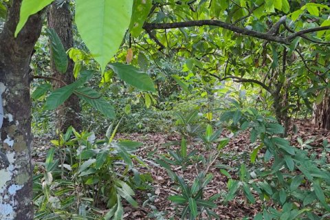 2650m2 Land in Tabanan, Indonesia No. 180 12