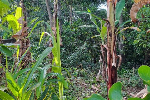 2650m2 Land in Tabanan, Indonesia No. 180 11