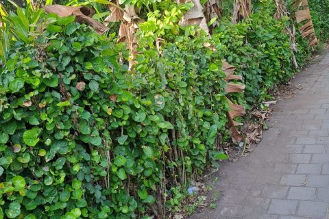 2650m2 Land in Tabanan, Indonesia No. 180 2