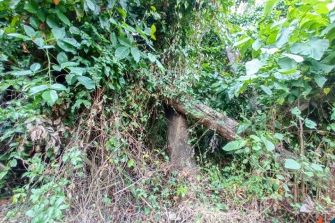 Land in Tabanan, Indonesia No. 11658 6