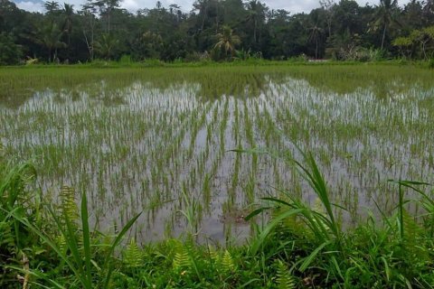 Land in Tegallalang, Gianyar, Indonesia No. 11660