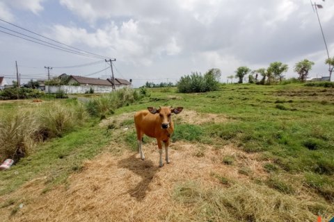 Land in Tabanan, Indonesia No. 11656 3