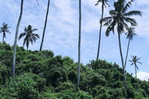 313m2 Land in Tabanan, Indonesia No. 9059 5