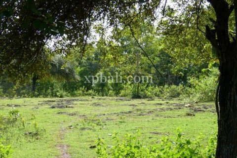 5000m2 Land in South Kuta, Badung, Indonesia No. 7988 7