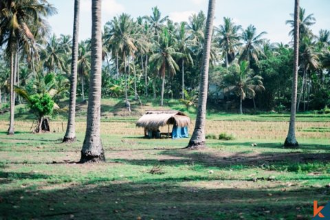 Land in Tabanan, Indonesia No. 11651 5