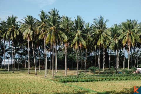 Land in Tabanan, Indonesia No. 11651 4