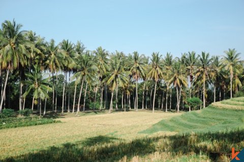 Land in Tabanan, Indonesia No. 11651 9