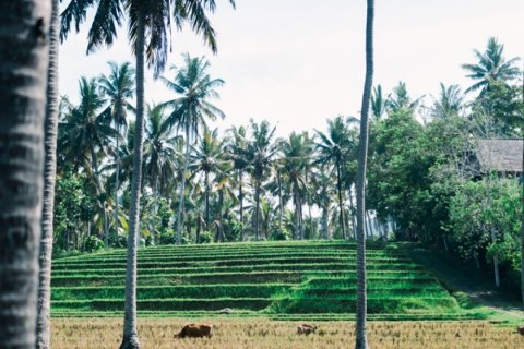Land in Tabanan, Indonesia No. 11651 6