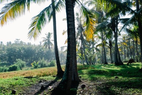 Land in Tabanan, Indonesia No. 11651 12