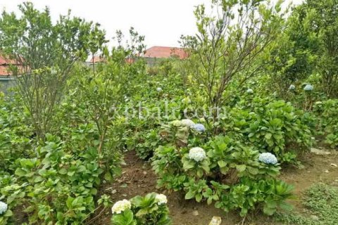 825m2 Land in Tabanan, Indonesia No. 13357 8