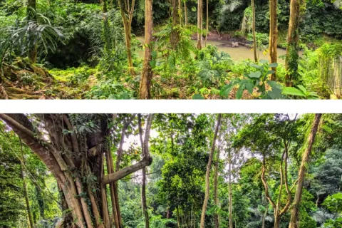 Land in Cepaka, Kediri, Tabanan, Indonesia No. 10747