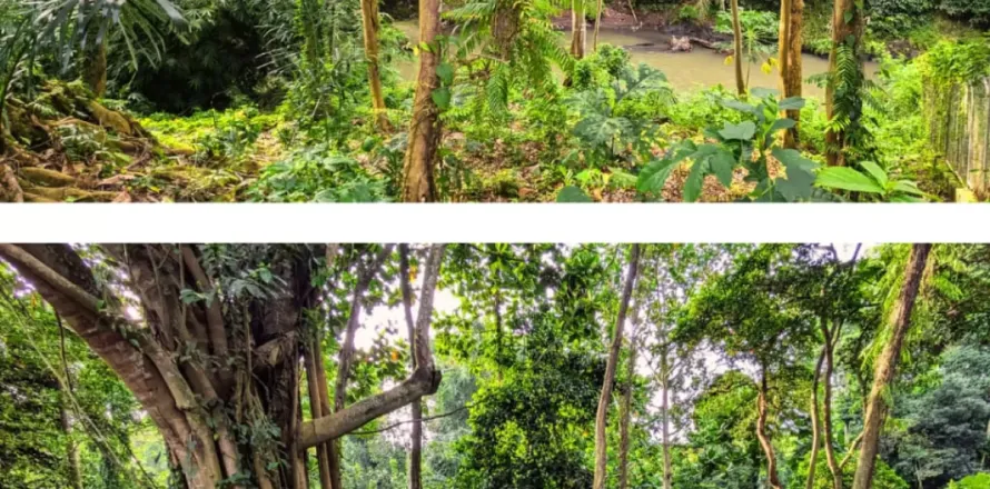 Land in Cepaka, Kediri, Tabanan, Indonesia No. 10747