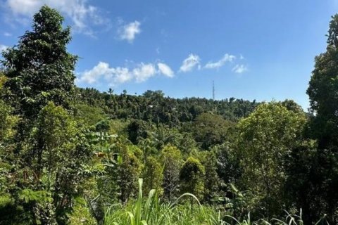 Land in Buleleng, Indonesia No. 11569 2