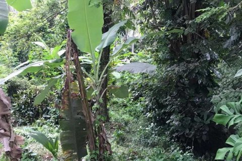 7260m2 Land in Tabanan, Indonesia No. 173 12