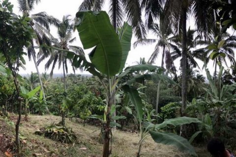 7260m2 Land in Tabanan, Indonesia No. 173 11