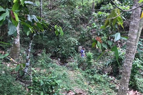7260m2 Land in Tabanan, Indonesia No. 173 7