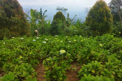 Land in Buleleng, Indonesia No. 11310 4