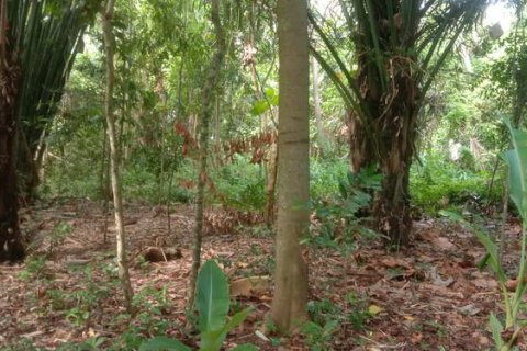 4000m2 Land in Tabanan, Indonesia No. 266 10