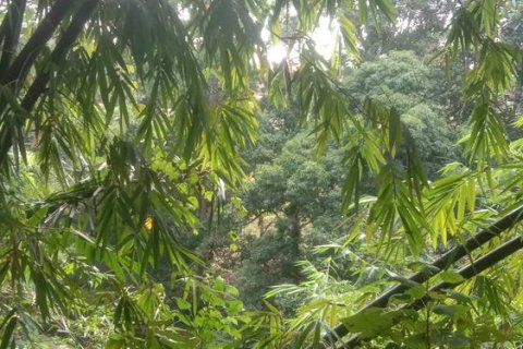 4000m2 Land in Tabanan, Indonesia No. 266 5