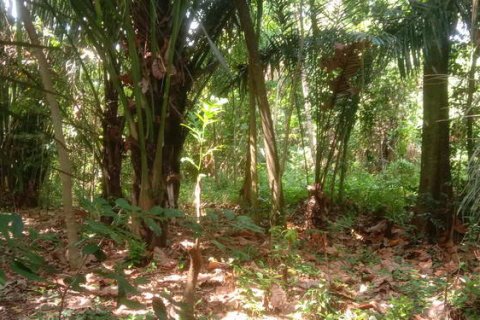 4000m2 Land in Tabanan, Indonesia No. 266 11