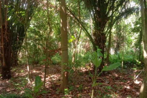 4000m2 Land in Tabanan, Indonesia No. 266 2
