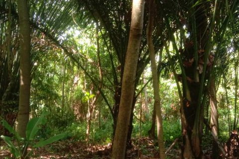 4000m2 Land in Tabanan, Indonesia No. 266 7