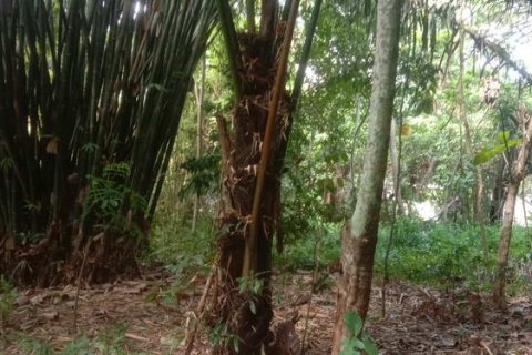4000m2 Land in Tabanan, Indonesia No. 266 9