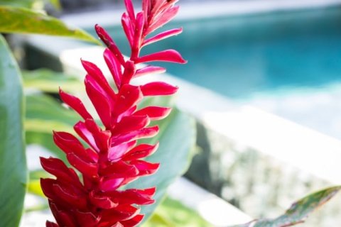2 bedrooms Villa in Seminyak, Badung, Indonesia No. 1642 8