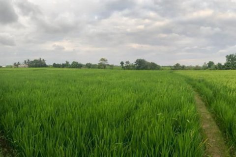 Land in Munggu, Mengwi, Badung, Indonesia No. 11181 2
