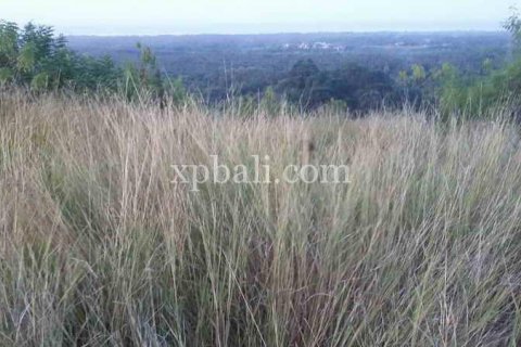 6000m2 Land in Lovina, Anturan, Buleleng, Indonesia No. 7912 2
