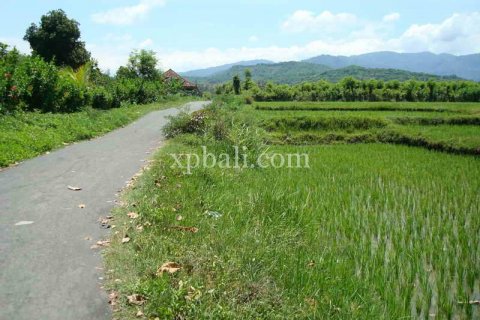 5100m2 Land in Lovina, Anturan, Buleleng, Indonesia No. 7943 11
