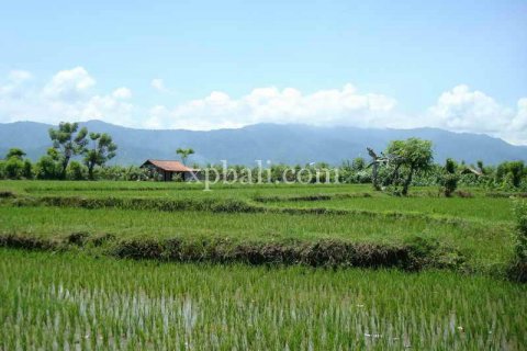 5100m2 Land in Lovina, Anturan, Buleleng, Indonesia No. 7943 9