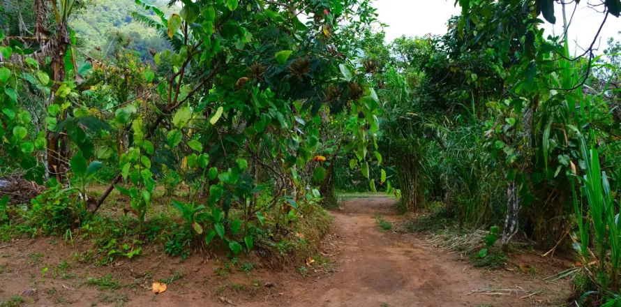 Land in Buleleng, Indonesia No. 10399