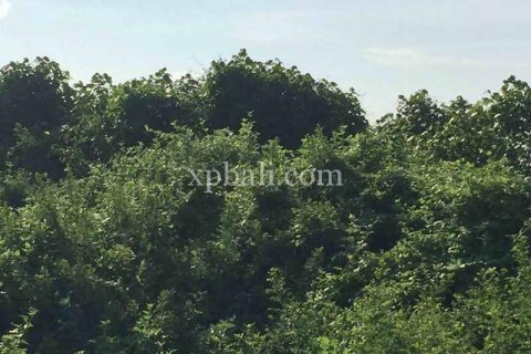 1430m2 Land in Gianyar, Indonesia No. 461 10