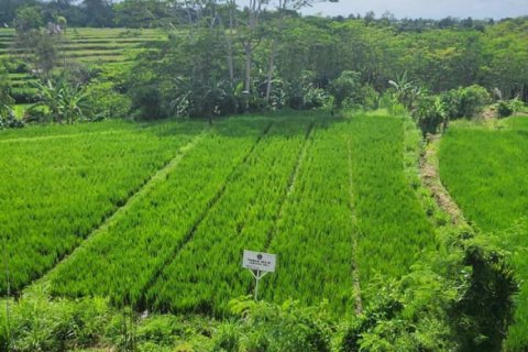 Земельный участок 500м2 в Gianyar, Гианьяр, Индонезия № 7013 3